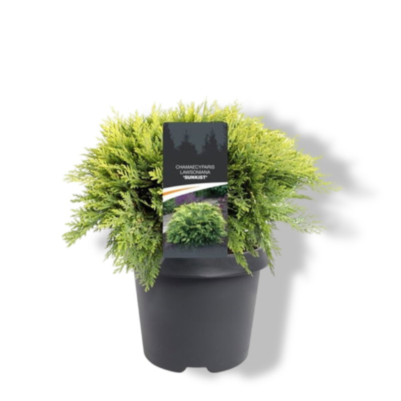 https://cdn.warentuin.nl/media/catalog/product/S/C/SCAN8717191219303_01_warentuin_natuurlijk_chamaecyparis_law_sunkist_30_40_cm_co_c1ef.jpg