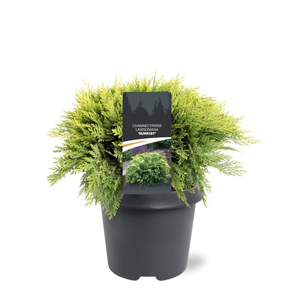 Warentuin natuurlijk Chamaecyparis law. Sunkist 30-40 cm Conifeer - 