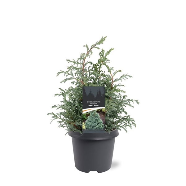 Warentuin natuurlijk Chamaecyparis pis. Baby Blue 30-40 cm Conifeer - 