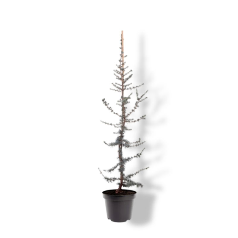 https://cdn.warentuin.nl/media/catalog/product/S/C/SCAN8717191222556_01_warentuin_natuurlijk_cedrus_libani_glauca_80_100_cm_conife_ab4f.jpg