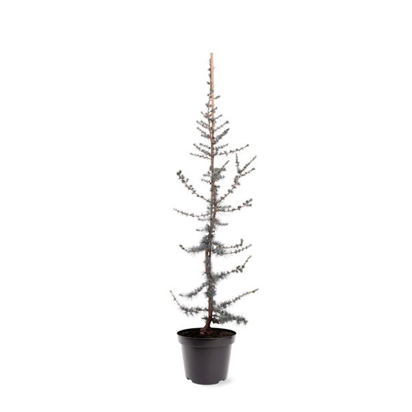 https://cdn.warentuin.nl/media/catalog/product/S/C/SCAN8717191222556_cedrus_libani_glauca_80_100_cm_conifeer_warentuin_natuurlijk_af0b.jpg