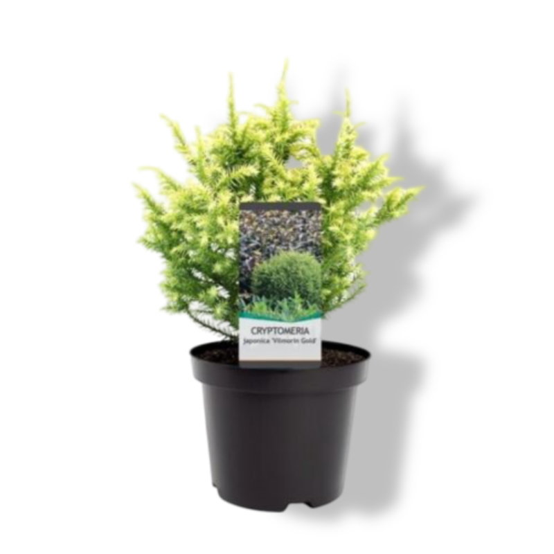 https://cdn.warentuin.nl/media/catalog/product/S/C/SCAN8717191222921_01_warentuin_natuurlijk_cryptomeria_jap_vilmorin_gold_20_25_c_4036.jpg
