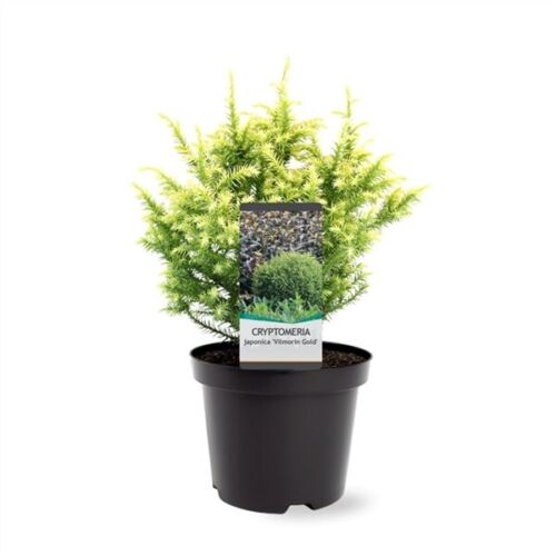 Warentuin natuurlijk Cryptomeria jap. Vilmorin Gold 20-25 cm Conifeer - 