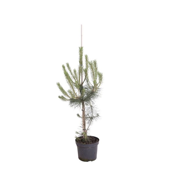 Warentuin natuurlijk Pinus nigra nigra 80-100 cm Conifeer - 