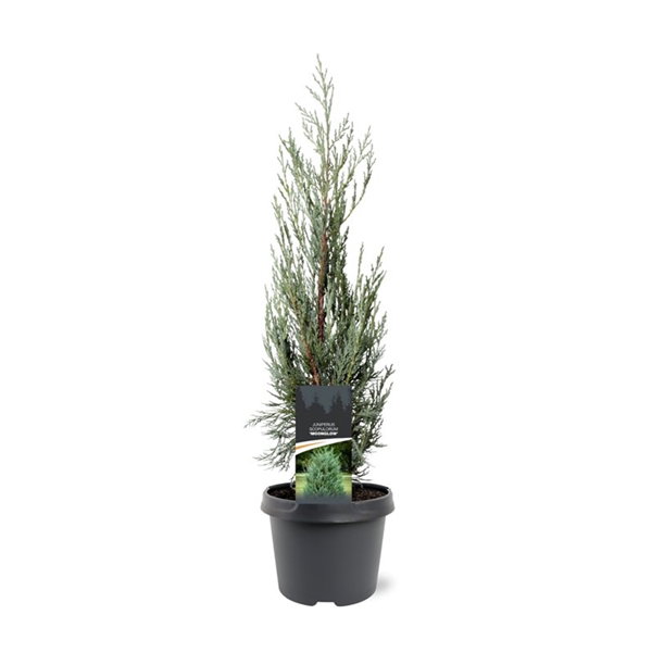 Warentuin natuurlijk Juniperus scopulorum Moonglow 50-60 cm Conifeer Jeneverbes  - 