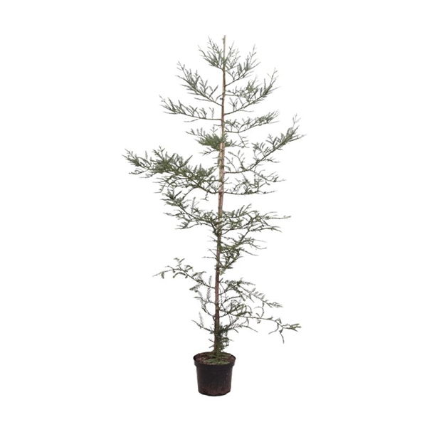 Warentuin natuurlijk Sequoia sempervirens 175-200 cm Conifeer - 