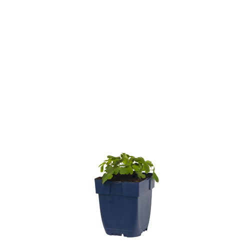 https://cdn.warentuin.nl/media/catalog/product/S/C/SCAN8717191263023_aquilegia_spring_magic_rose_and_ivory_griffioen_357d.jpg