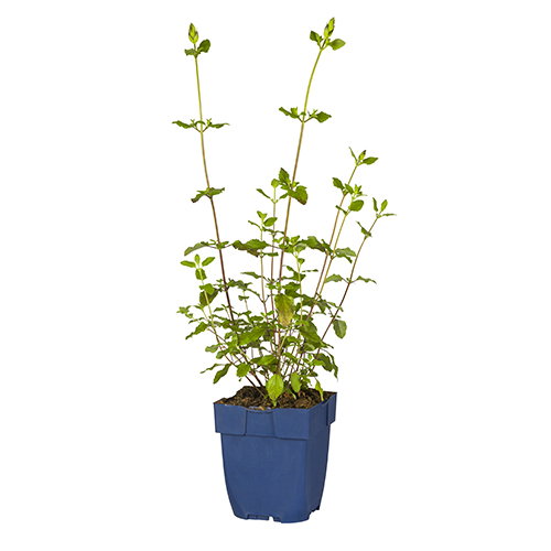 https://cdn.warentuin.nl/media/catalog/product/S/C/SCAN8717191278928_salvia_micr_hot_lips_griffioen_ca37.JPG