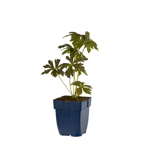 https://cdn.warentuin.nl/media/catalog/product/S/C/SCAN8717191281539_geranium_macul_espresso_griffioen_e6ab.jpg