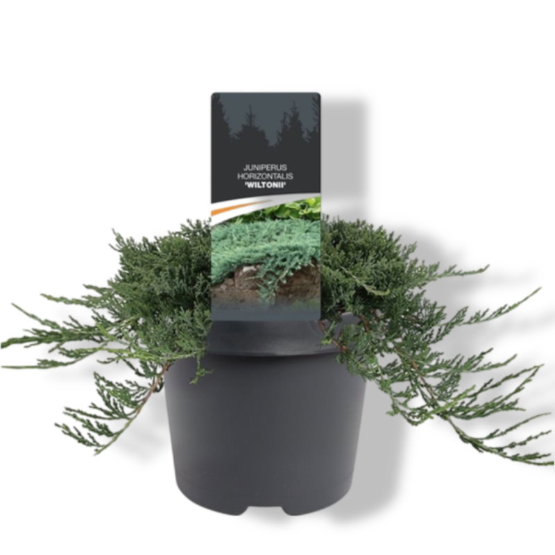 https://cdn.warentuin.nl/media/catalog/product/S/C/SCAN8717191398190_01_warentuin_natuurlijk_juniperus_hor_wiltonii_30_40_cm_conif_e735.jpg