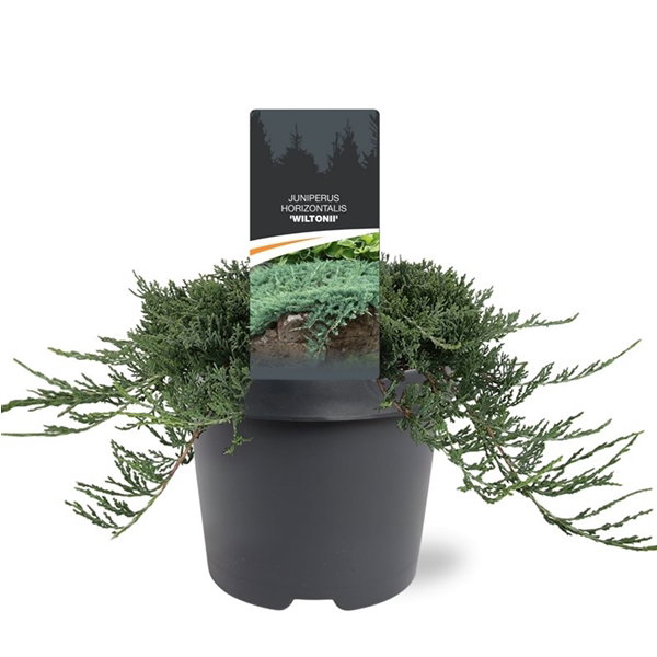 https://cdn.warentuin.nl/media/catalog/product/S/C/SCAN8717191398190_juniperus_hor_wiltonii_30_40_cm_conifeer_warentuin_natuurlijk_eb67.jpg