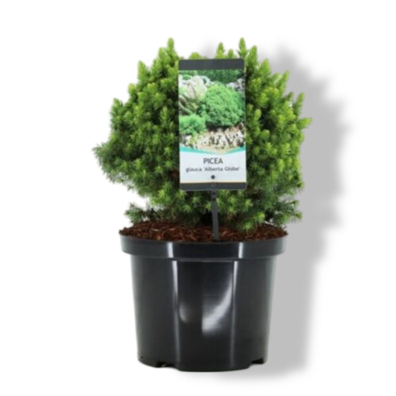 https://cdn.warentuin.nl/media/catalog/product/S/C/SCAN8717191398282_01_warentuin_natuurlijk_picea_glauca_alberta_globe_25_30_cm_c_fc7b.jpg