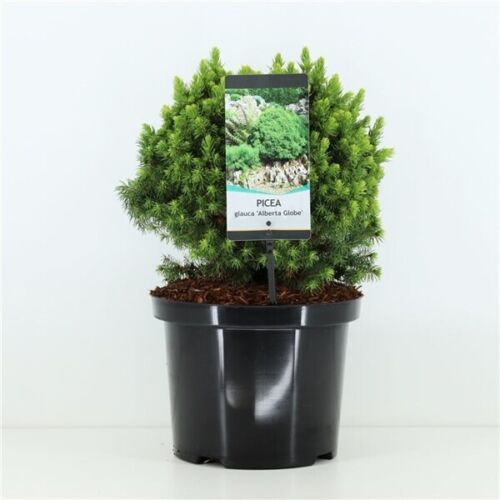 https://cdn.warentuin.nl/media/catalog/product/S/C/SCAN8717191398282_picea_glauca_alberta_globe_25_30_cm_conifeer_warentuin_natuur_f328.jpg