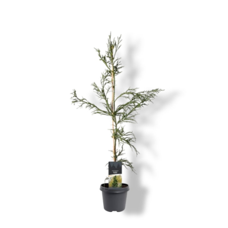 https://cdn.warentuin.nl/media/catalog/product/S/C/SCAN8717191402262_01_warentuin_natuurlijk_cryptomeria_jap_rasen_80_100_cm_conif_02a5.jpg