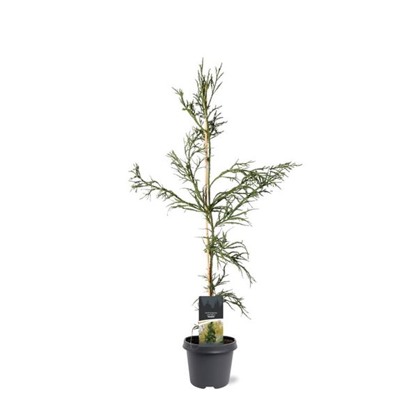 Warentuin natuurlijk Cryptomeria jap. Rasen 80-100 cm Conifeer - 