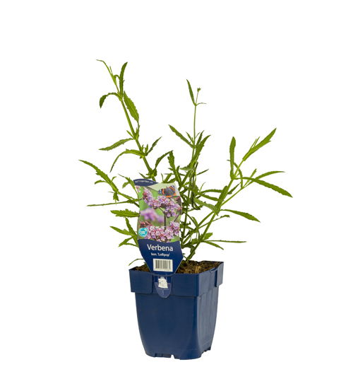https://cdn.warentuin.nl/media/catalog/product/S/C/SCAN8717191409285_01_verbena_bonariensis_lollipop_griffioen_ae01.jpg
