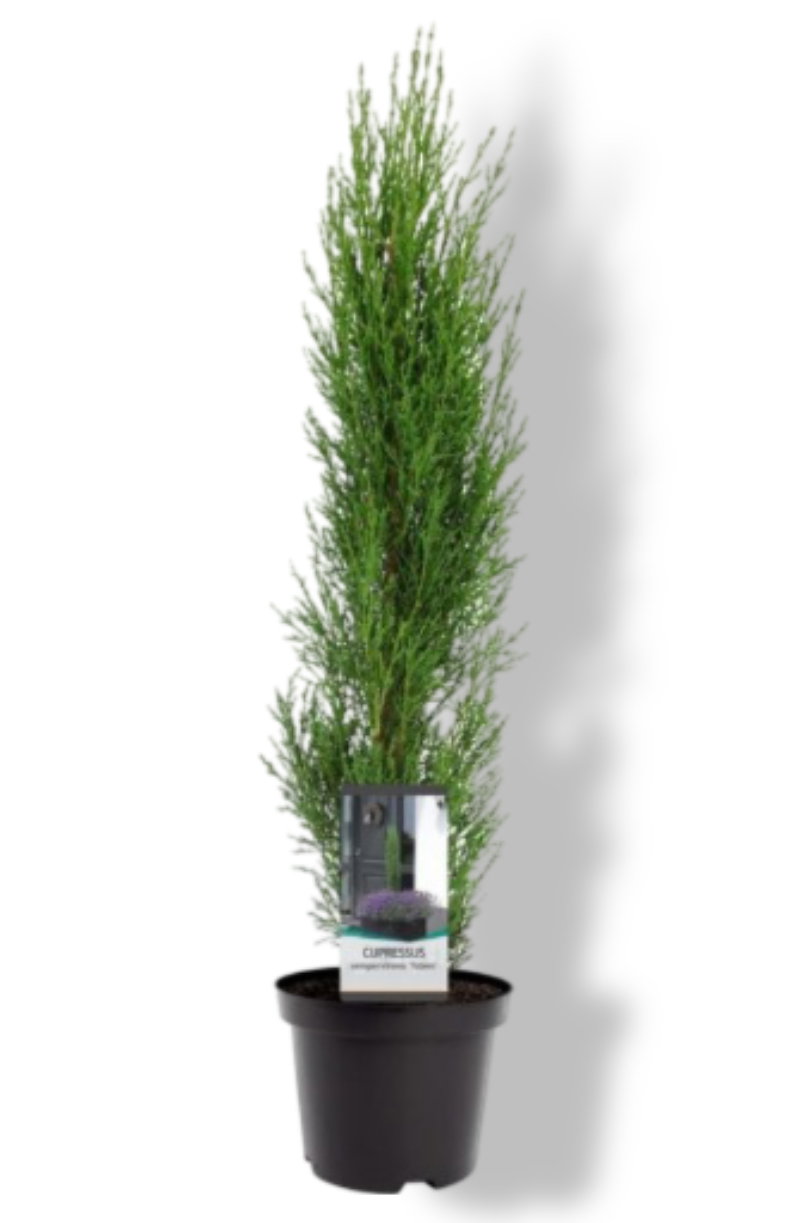 https://cdn.warentuin.nl/media/catalog/product/S/C/SCAN8717191421690_01_warentuin_natuurlijk_cupressus_sempervirens_totem_40_50_cm_a696.jpg