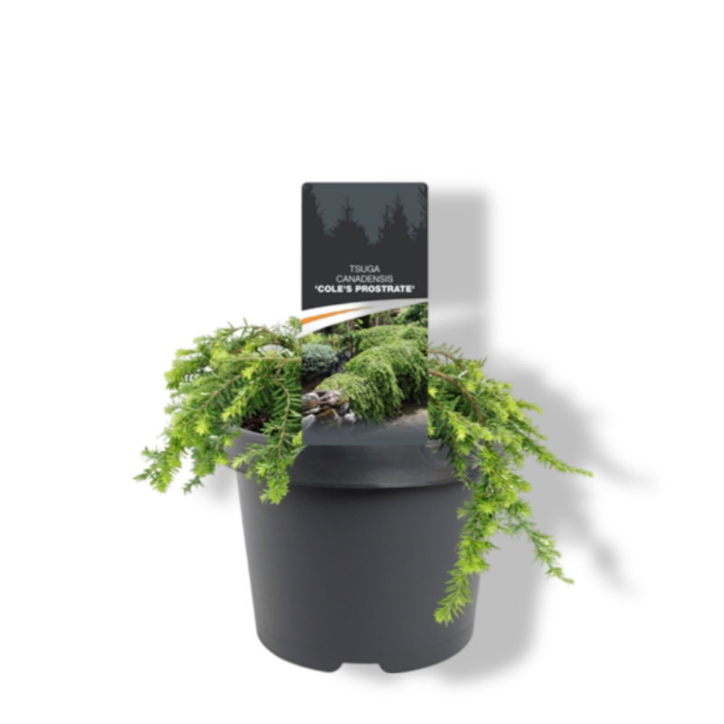 https://cdn.warentuin.nl/media/catalog/product/S/C/SCAN8717191449946_01_warentuin_natuurlijk_tsuga_canadensis_cole_s_prostrate_20__8808.jpg