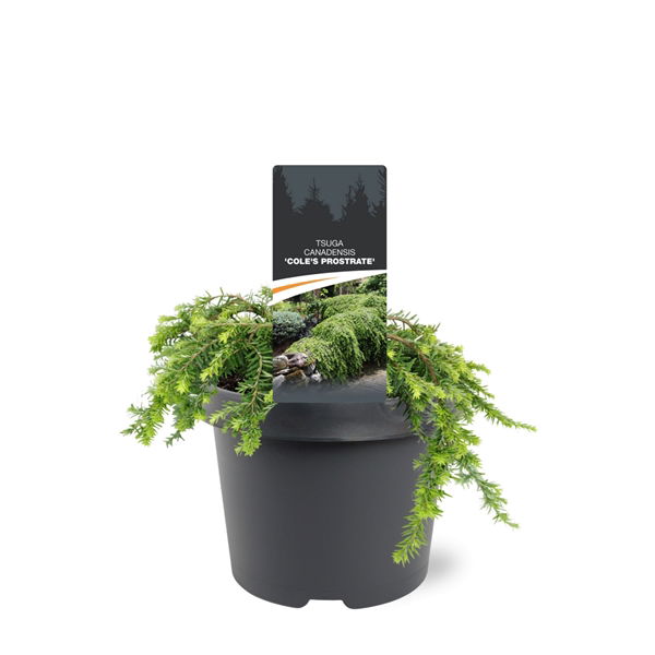 Warentuin natuurlijk Tsuga canadensis Cole s Prostrate 20-25 cm Conifeer - 
