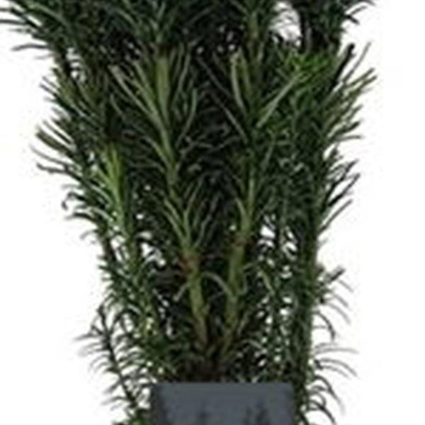 https://cdn.warentuin.nl/media/catalog/product/S/C/SCAN8717191457736_01_cephalotaxus_harringtonii_fastigiata_5060_cm_conifeer_knop_9ff2.jpg