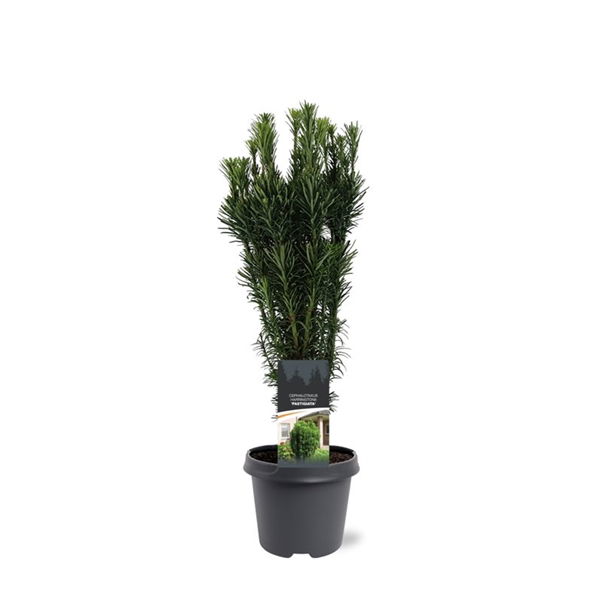 https://cdn.warentuin.nl/media/catalog/product/S/C/SCAN8717191457736_cephalotaxus_harringtonii_fastigiata_50_60_cm_conifeer_warent_edd4.jpg