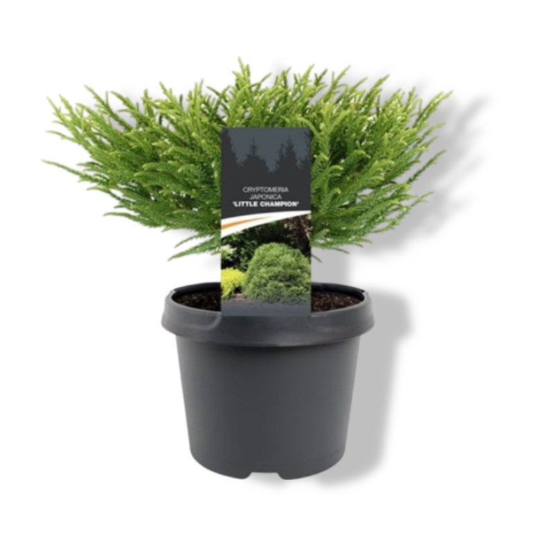 https://cdn.warentuin.nl/media/catalog/product/S/C/SCAN8717191463232_01_warentuin_natuurlijk_cryptomeria_jap_little_champion_25_30_3c81.jpg