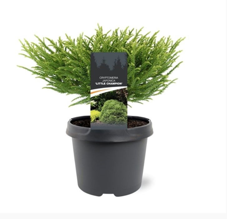 Warentuin natuurlijk Cryptomeria jap. Little Champion 25-30 cm Conifeer - 