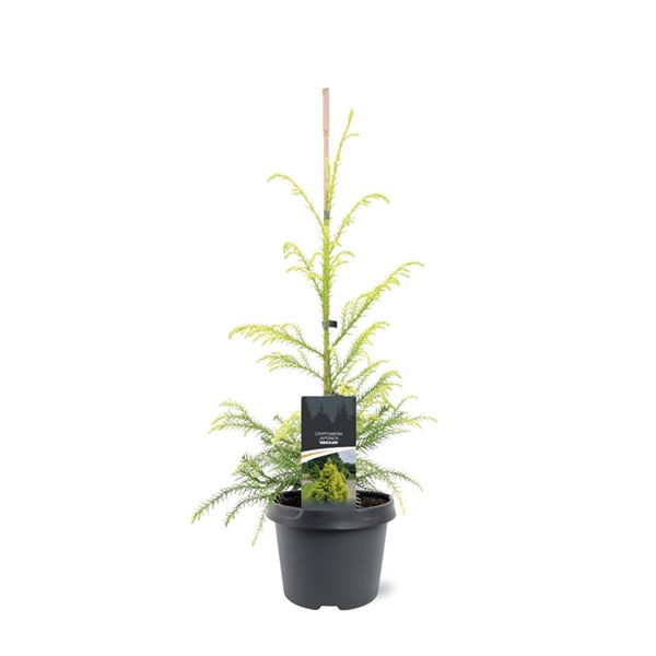 Cryptomeria jap. Sekkan 40-50 cm Conifeer - Warentuin Natuurlijk