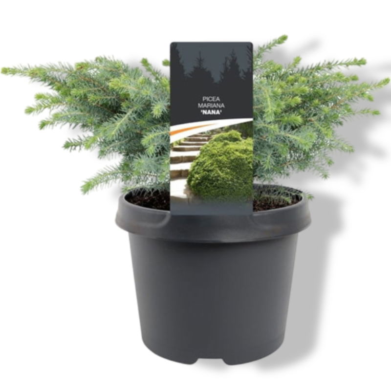 https://cdn.warentuin.nl/media/catalog/product/S/C/SCAN8717191474733_01_warentuin_natuurlijk_picea_mariana_nana_15_20_cm_conifeer__7c23.jpg