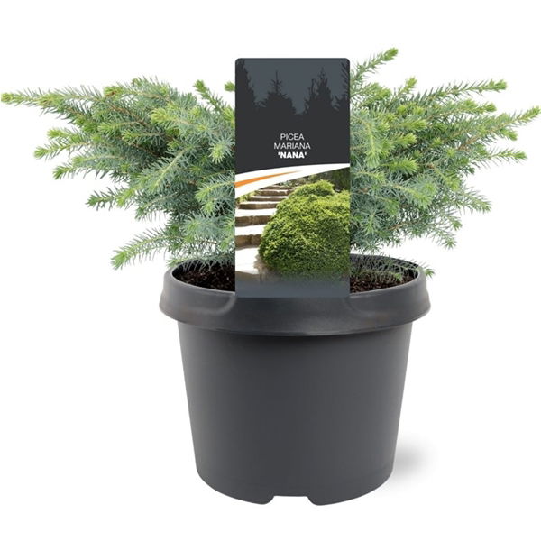 Warentuin natuurlijk Picea mariana Nana 15-20 cm Conifeer - 