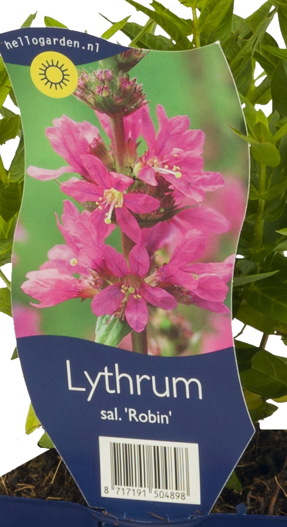Lythrum sal. Robin vaste plant Griffioen - Griffioen