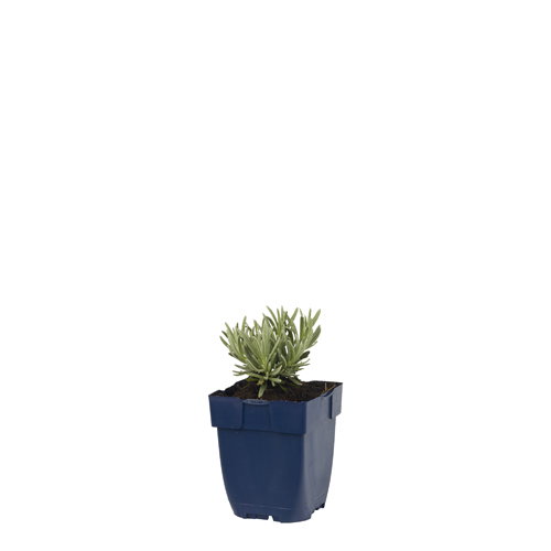 https://cdn.warentuin.nl/media/catalog/product/S/C/SCAN8717191505680_lavandula_ang_silver_mist_griffioen_6238.jpg
