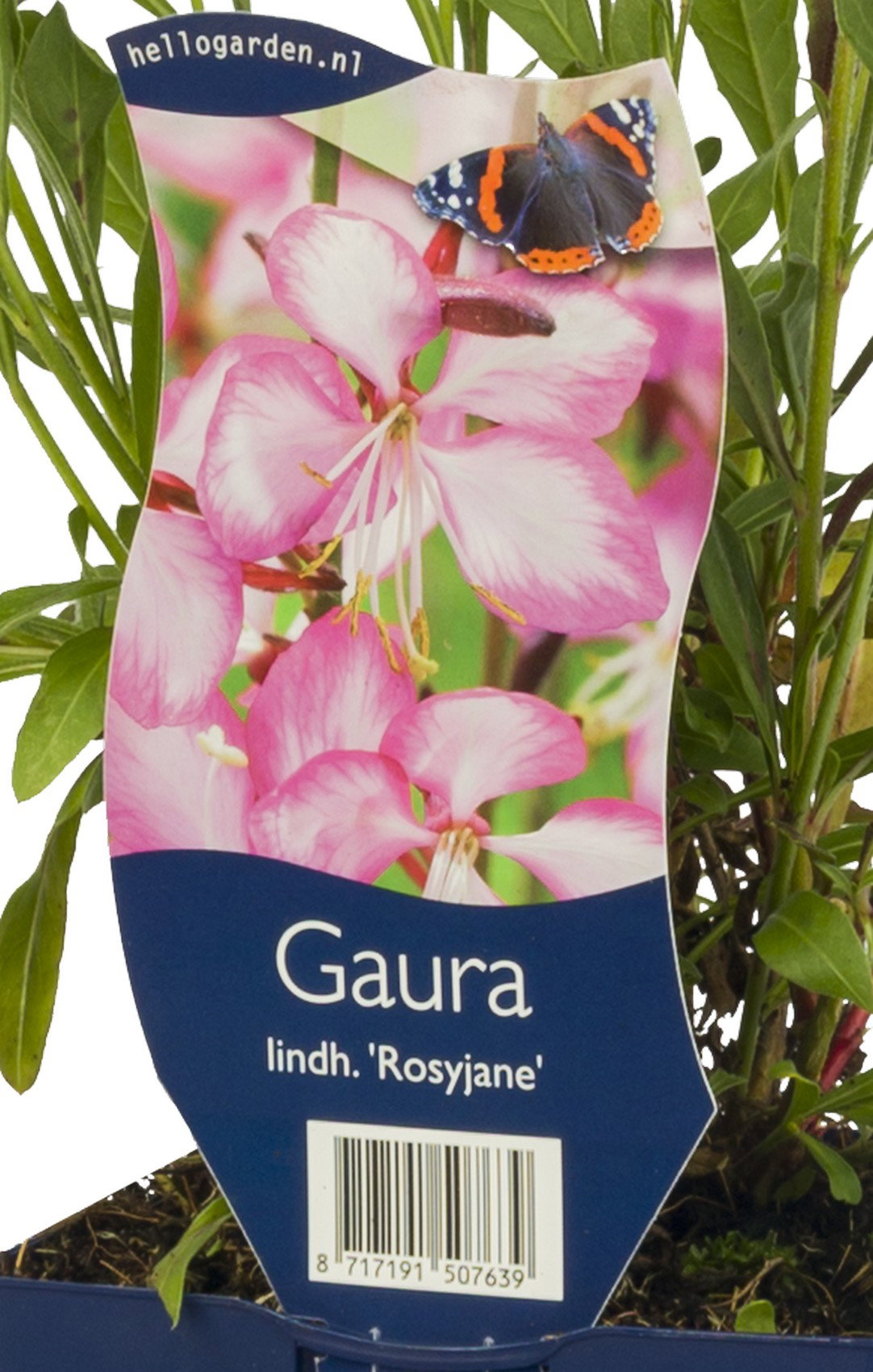 Gaura lindh. Rosyjane vaste plant Griffioen - Griffioen