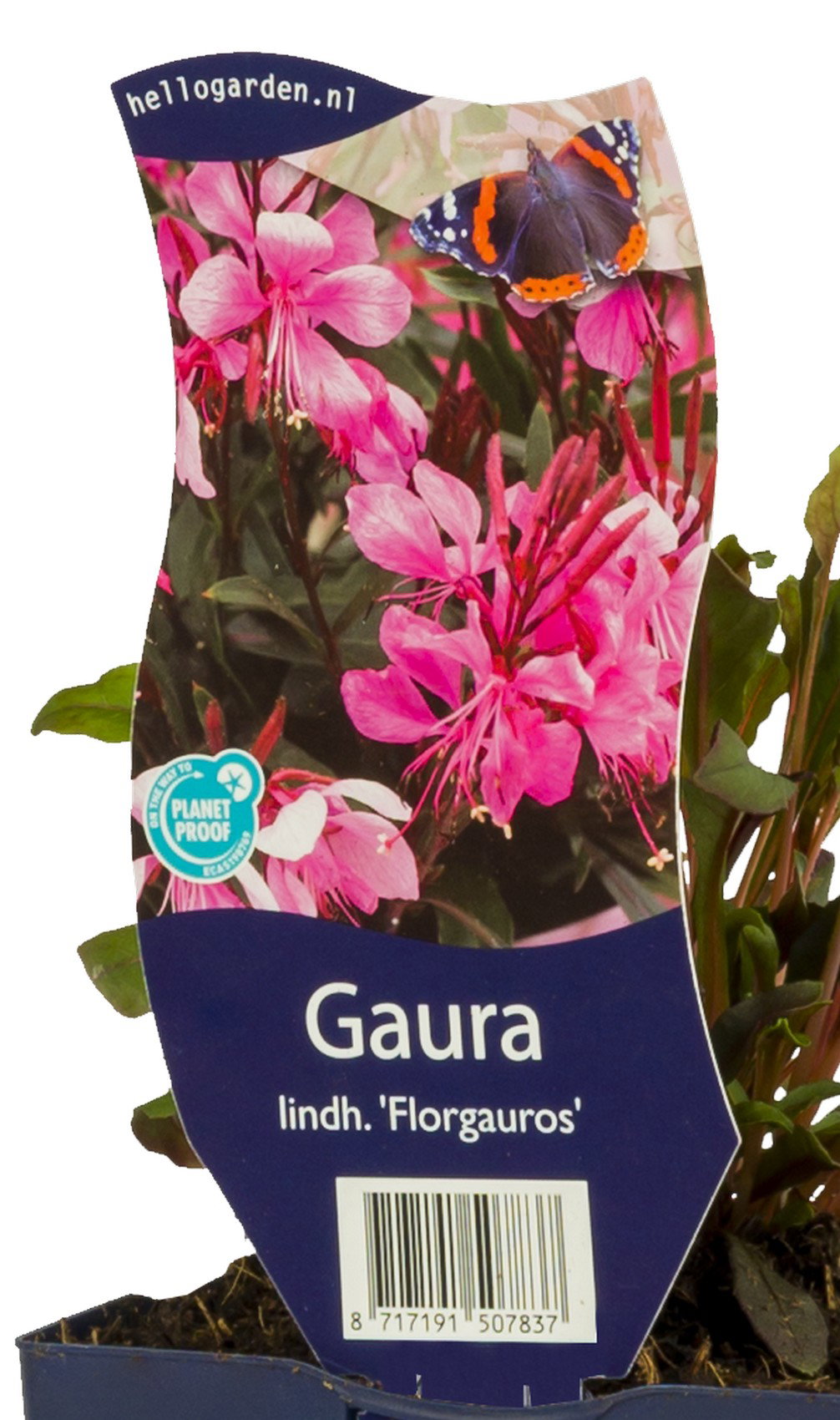 Gaura lindh. Florgauros vaste plant Griffioen - Griffioen