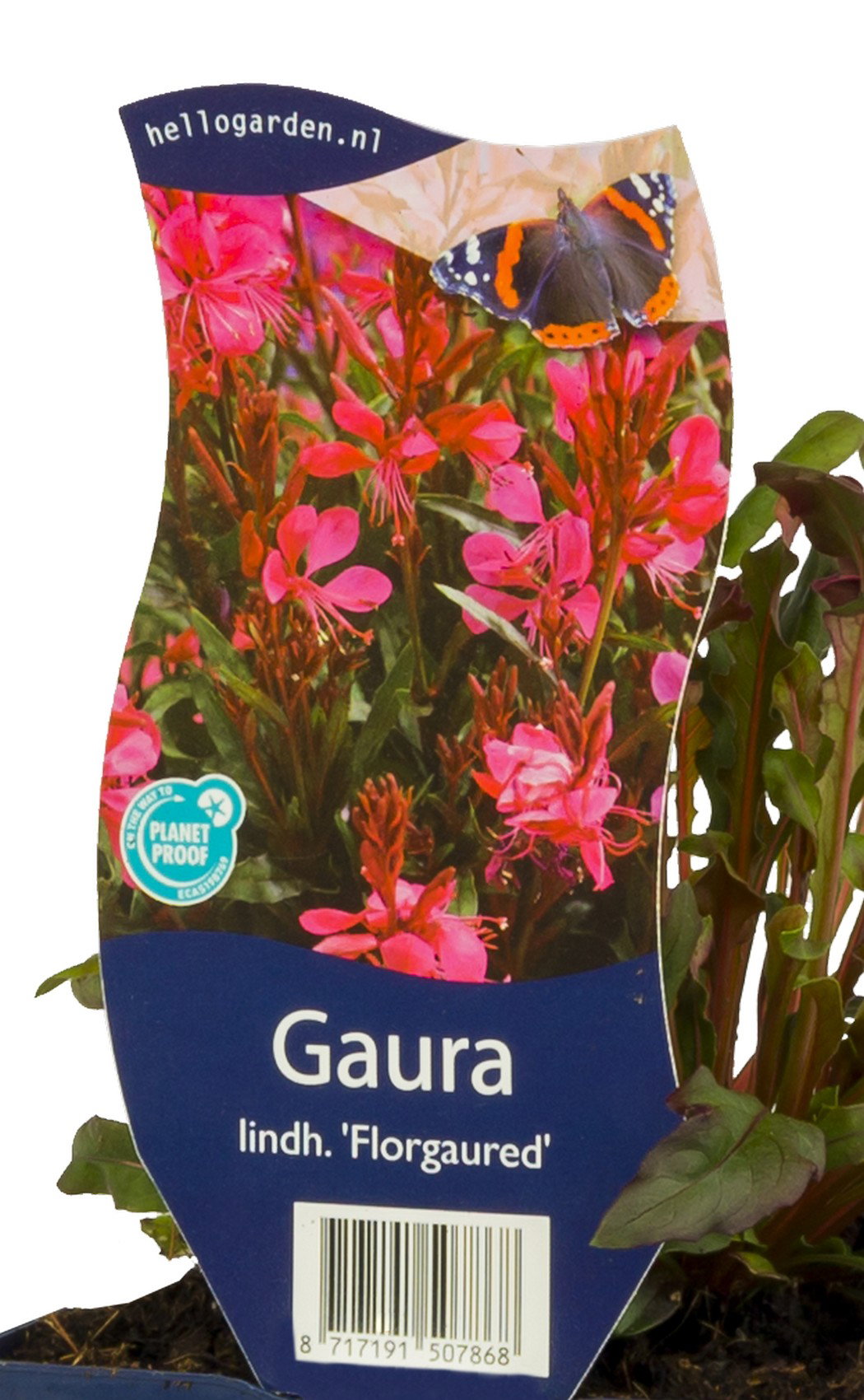 Gaura lindh. Florgaured vaste plant Griffioen - Griffioen