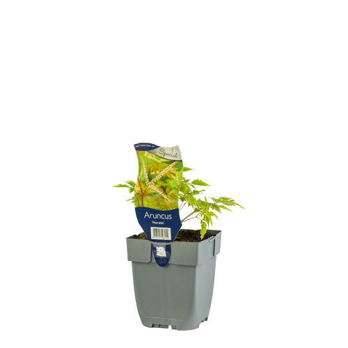 https://cdn.warentuin.nl/media/catalog/product/S/C/SCAN8717191508919_01_aruncus_horatio_griffioen_f933.JPG