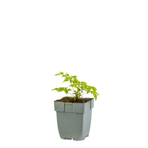 https://cdn.warentuin.nl/media/catalog/product/S/C/SCAN8717191508919_aruncus_horatio_griffioen_265f.JPG