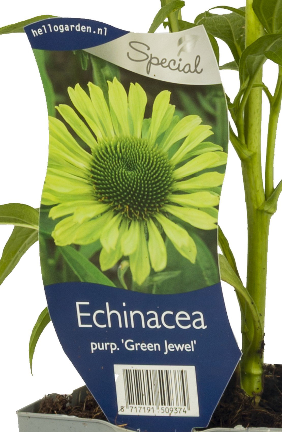Echinacea purp. Green Jewel vaste plant Griffioen - Griffioen
