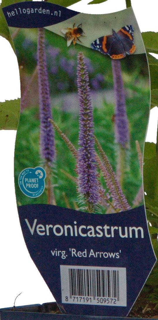 Veronicastrum virg. 'Red Arrows' vaste plant Griffioen - Griffioen