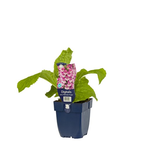 Vingerhoedjeskruid (Digitalis) 'Dalmatian Purple' | 1 stuk | Schaduwplant | tuinplant schaduw | 11x11 cm Kwekerspot | Roze | 100% Bloeigarantie | QFB Gardening