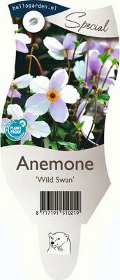 Anemone 'Wild Swan' - Griffioen