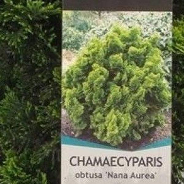 https://cdn.warentuin.nl/media/catalog/product/S/C/SCAN8717191510257_01_chamaecyparis_obt_nana_aurea_50_cm_conifeer_japanse_dwergc_881f.jpg