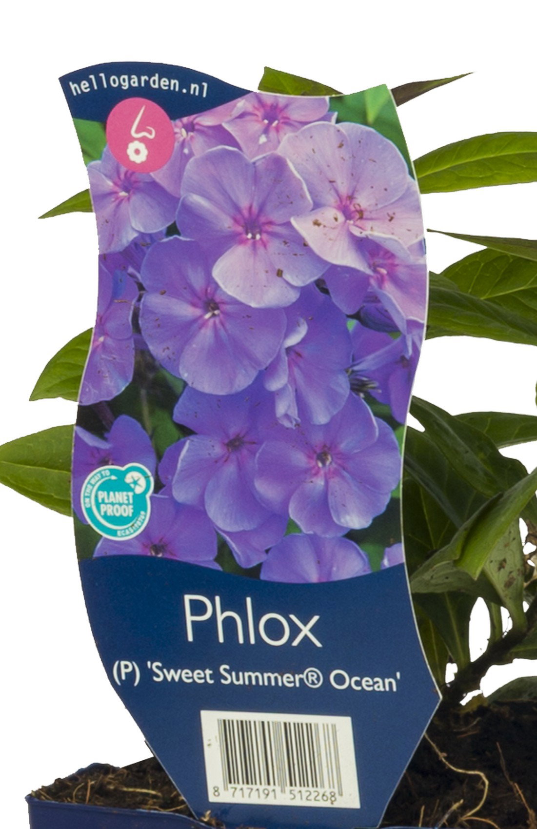 Phlox (P) Sw. Summer Ocean vaste plant Griffioen - Griffioen