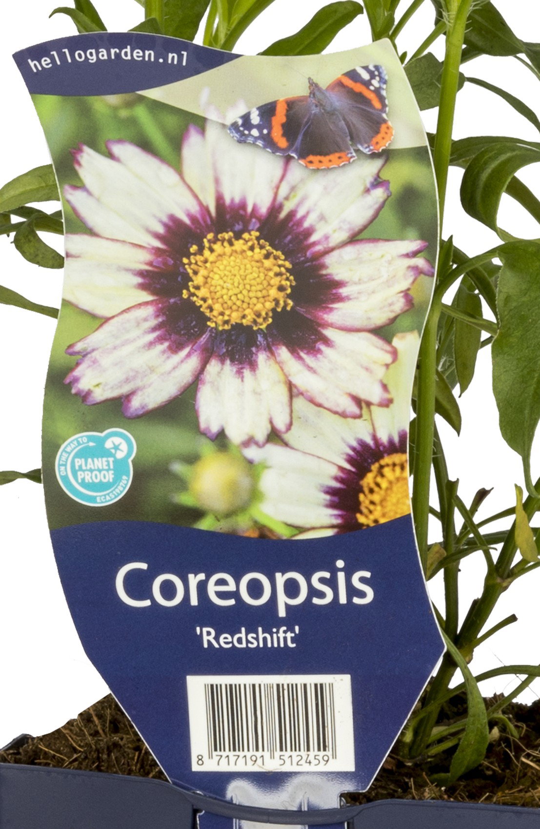Coreopsis Redshift vaste plant Griffioen - Griffioen