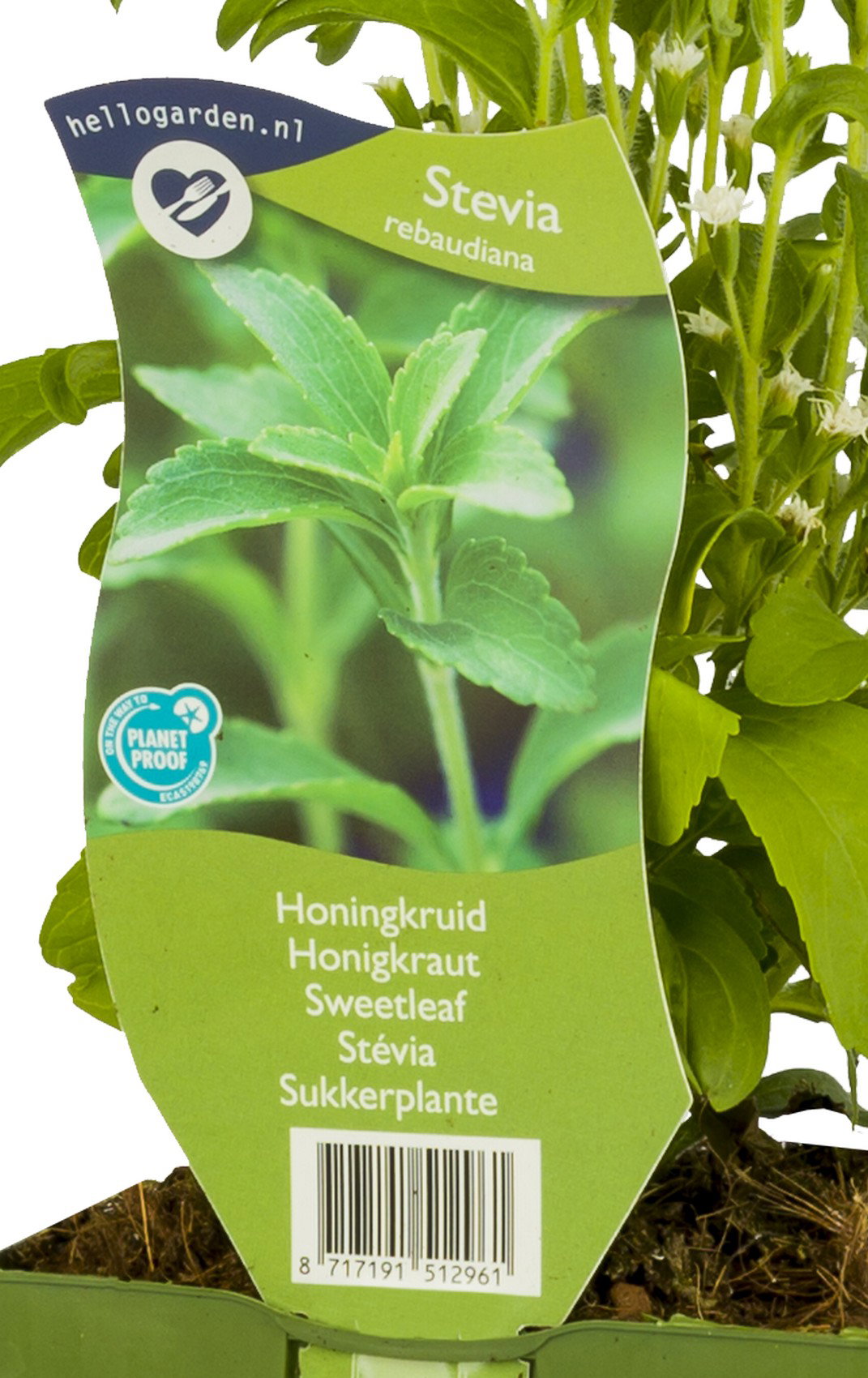 Honingkruid Stevia rebaudiana Griffioen - Griffioen