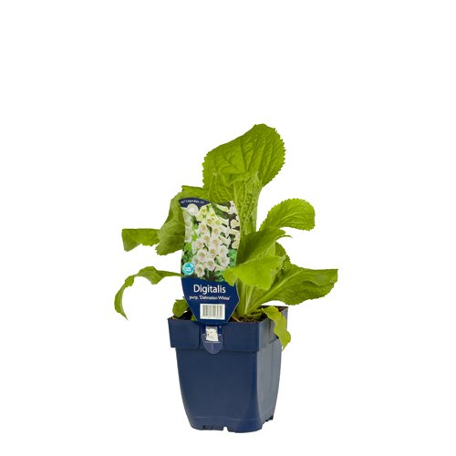 Vingerhoedjeskruid (Digitalis) 'Dalmatian White' | 1 stuk | Schaduwplant | tuinplant schaduw | 11x11 cm Kwekerspot | Wit | 100% Bloeigarantie | QFB Gardening