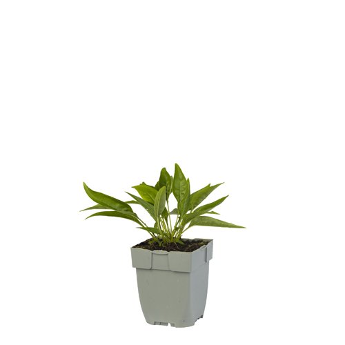 Echinacea 'Meditation White' - Griffioen