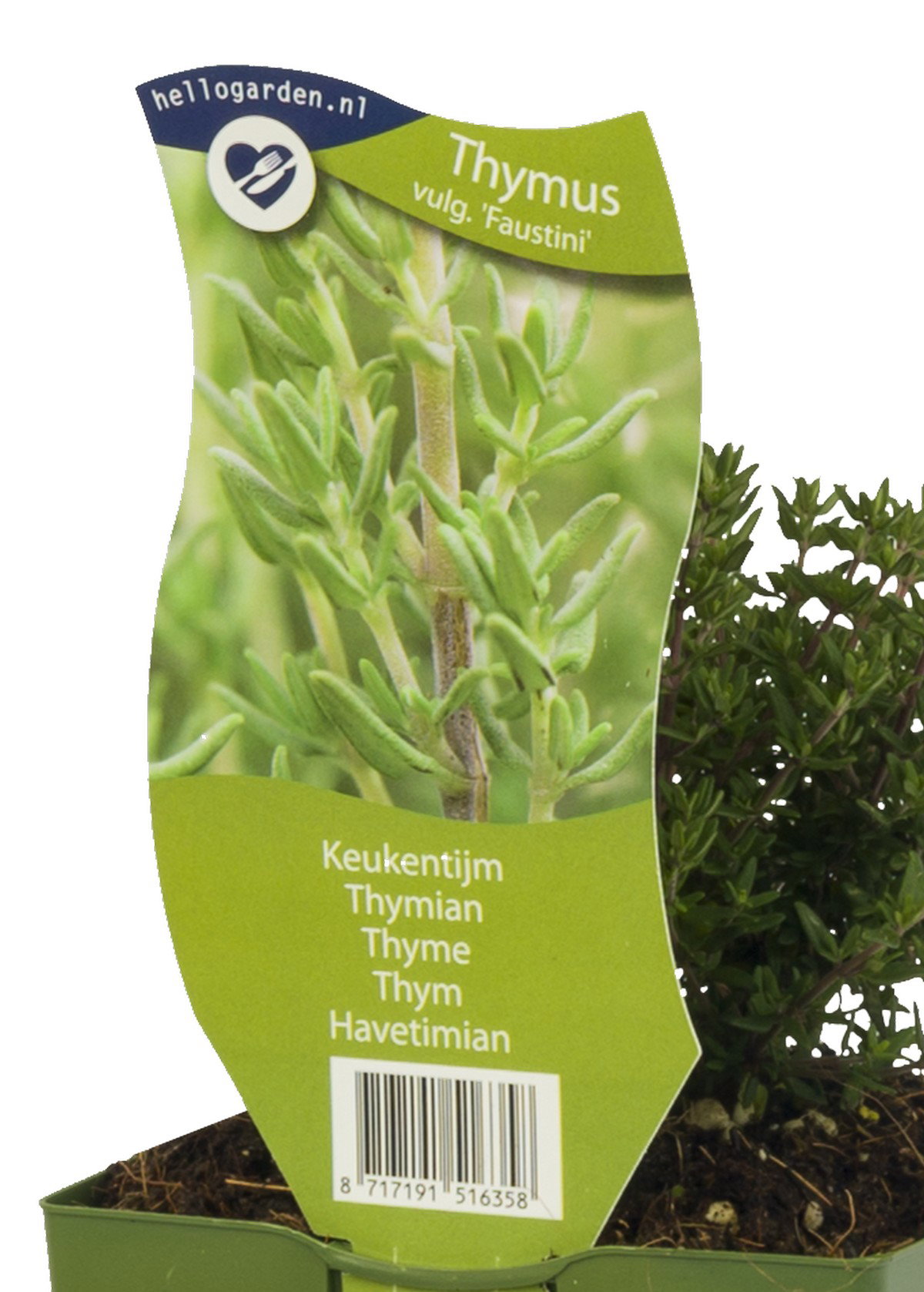 Keukentijm kruid Thymus vulgare Faustini Griffioen - Griffioen