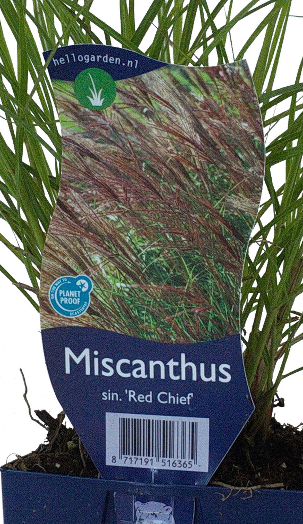 Miscanthus sin. Red Chief vaste plant Griffioen - Griffioen