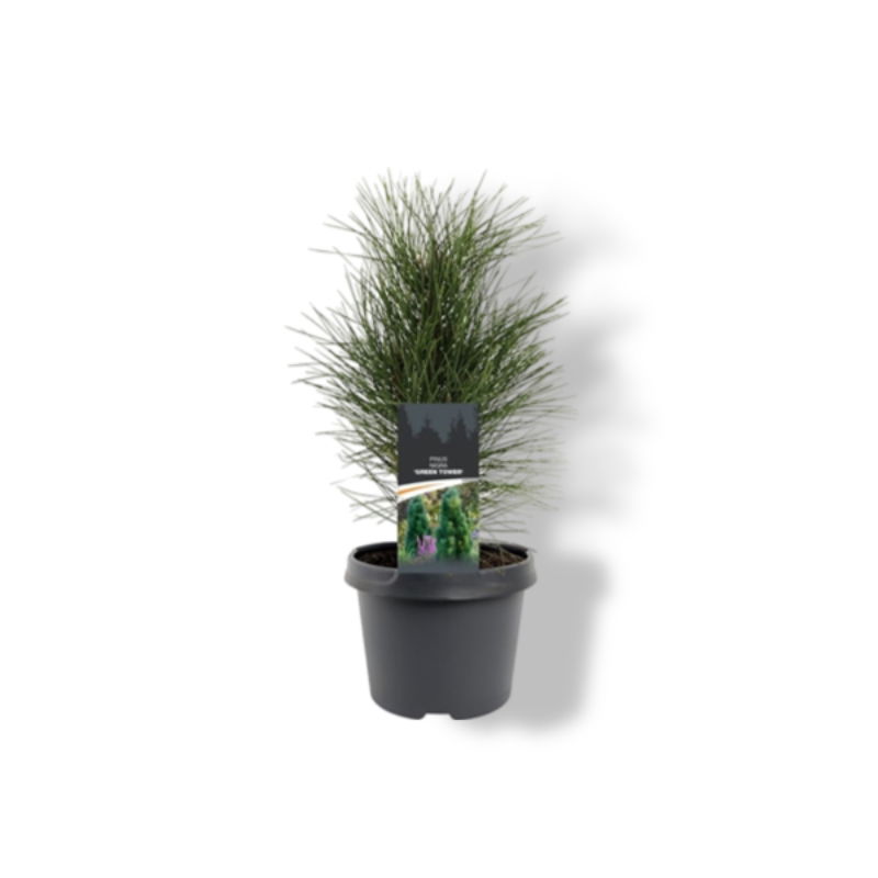 https://cdn.warentuin.nl/media/catalog/product/S/C/SCAN8717191516457_01_warentuin_natuurlijk_pinus_nigra_green_tower_25_30_cm_coni_f3b7.jpg